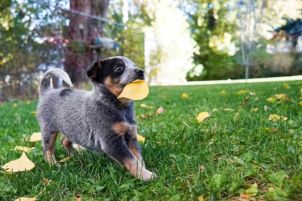 cute puppy playing with a leaf in it's mouth in a fenced in yard