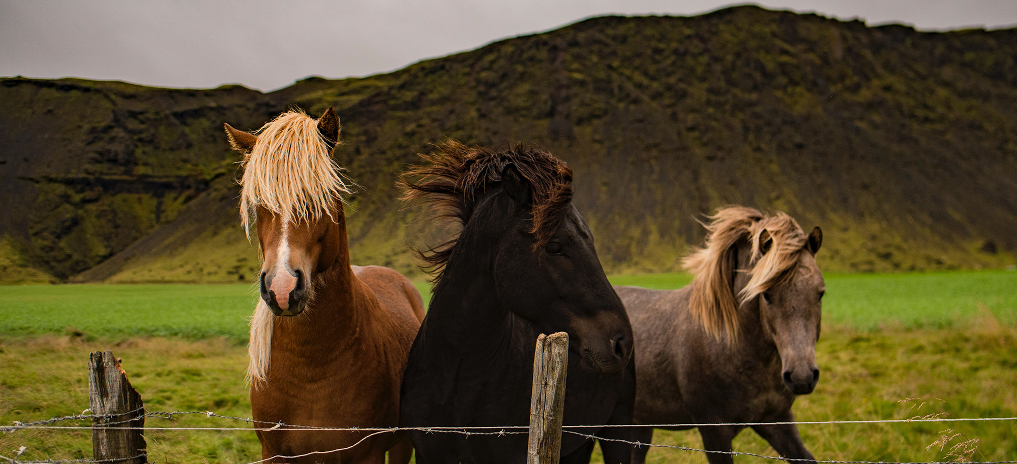 horses outside in a green pasture with mountains in the background