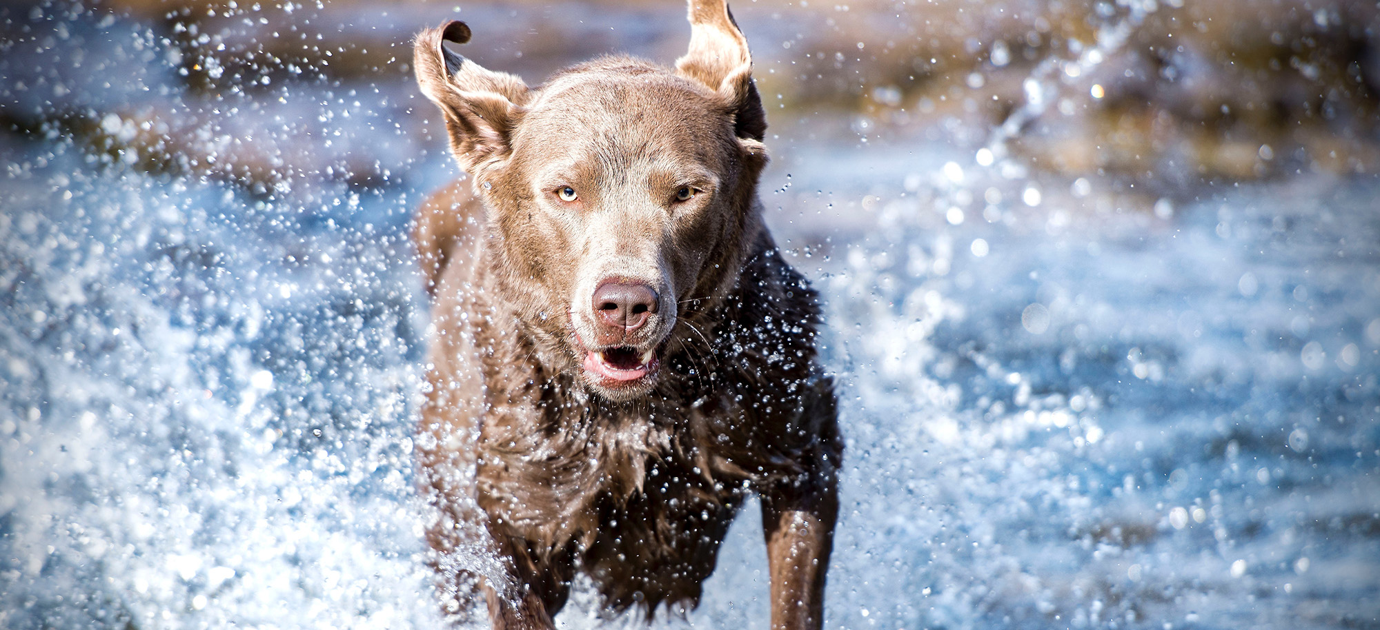 large brown dog running through water and splashing