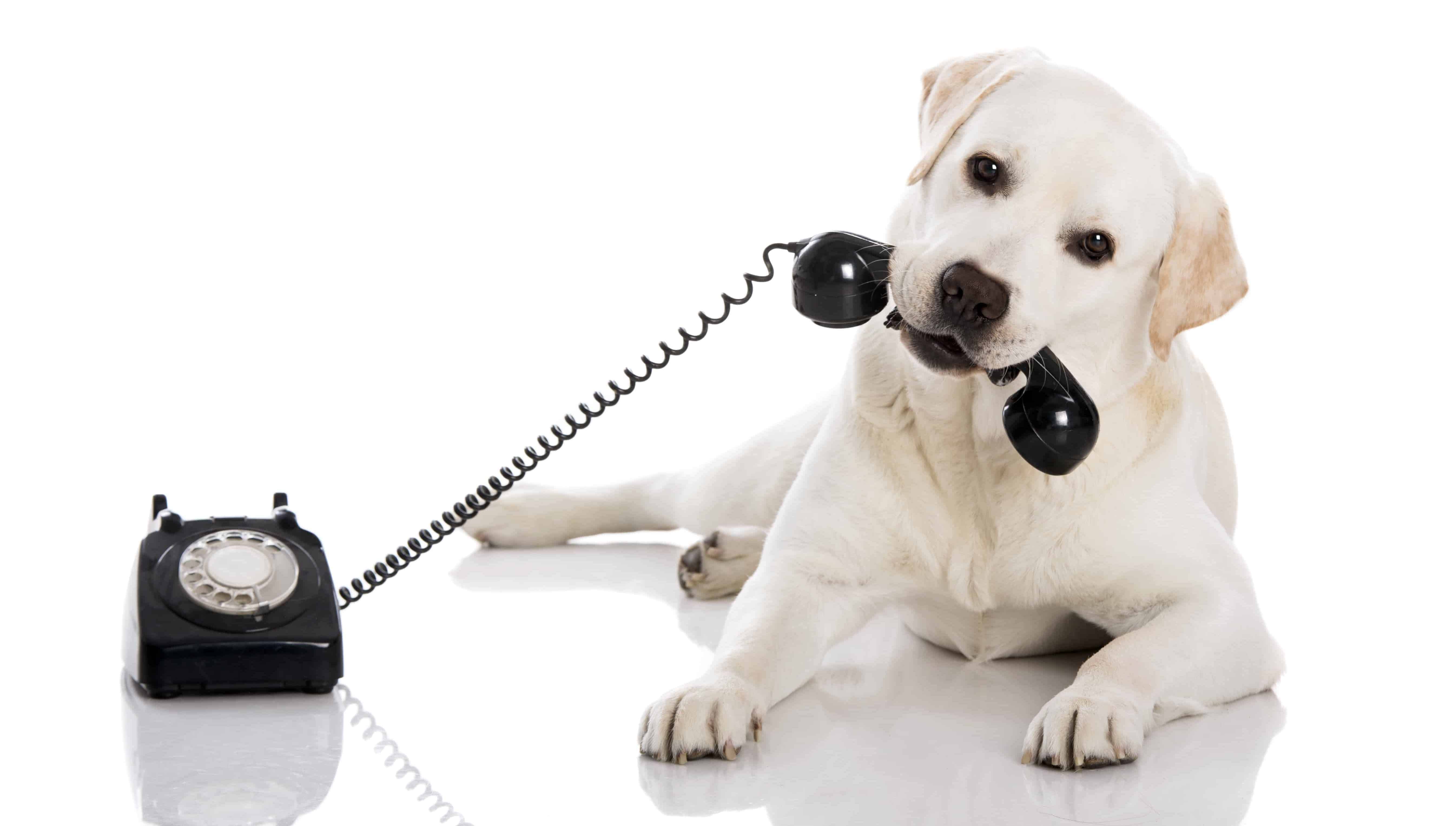 white Labrador dog holding a phone in its mouth