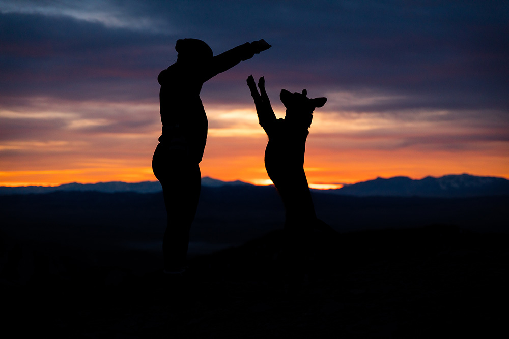 silhouette of a dog playing with its owner at sunset in the mountains