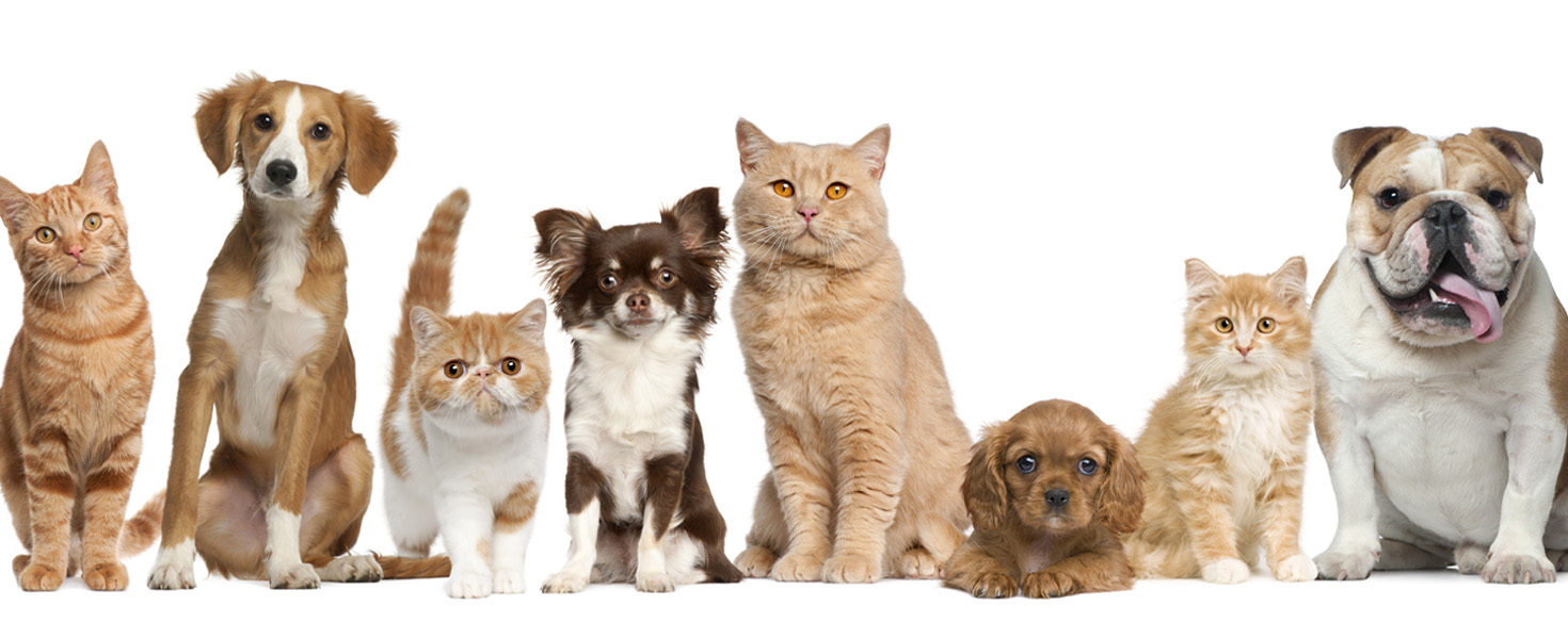 petinsurance cats and dogs sitting in a row